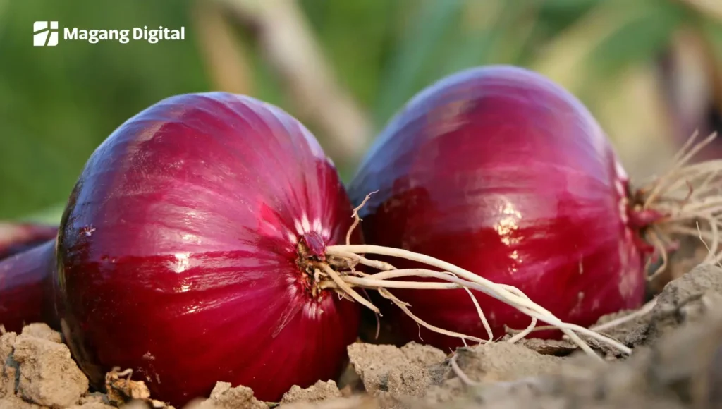 Buyer Bawang Merah Luar Negeri