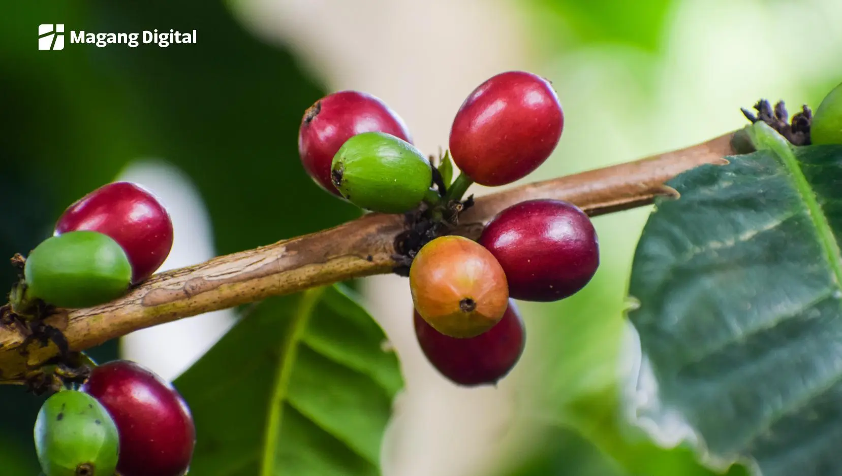 cara ekspor kayu kopi ke luar negeri