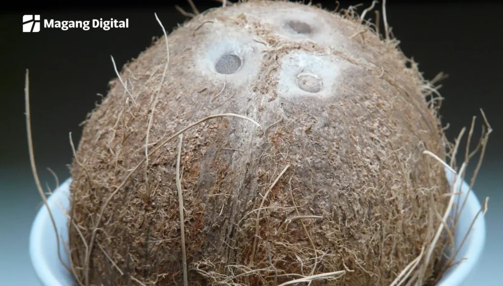 cara mencari buyer sabut kelapa