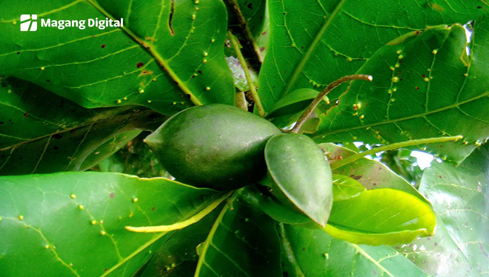 harga daun ketapang 1 kg di luar negeri